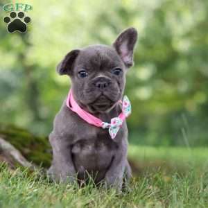 Berry, French Bulldog Puppy